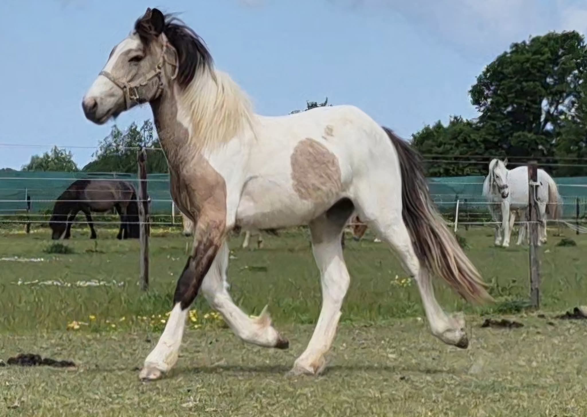 WhatsApp Image 2025-07-23 at 15.42.24